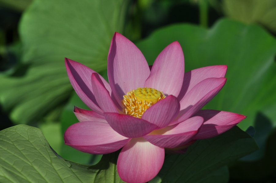 DSC_0401.JPG
