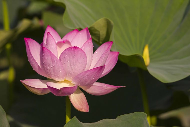 20110616-_MG_4936-1.jpg
