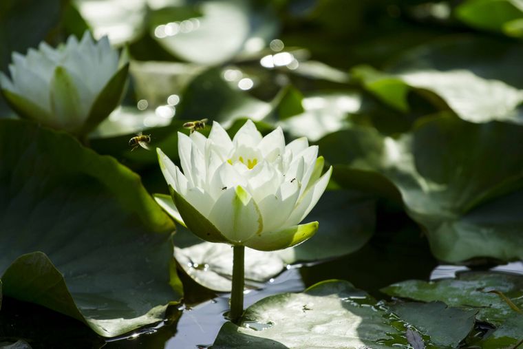 20110616-_MG_5018-1.jpg