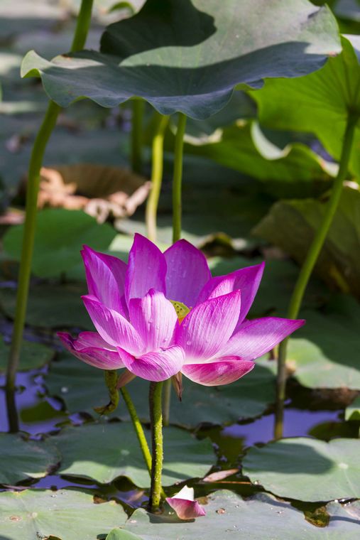 20110616-_MG_5050-1.jpg