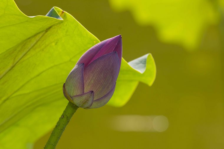 20110616-_MG_5030-1.jpg