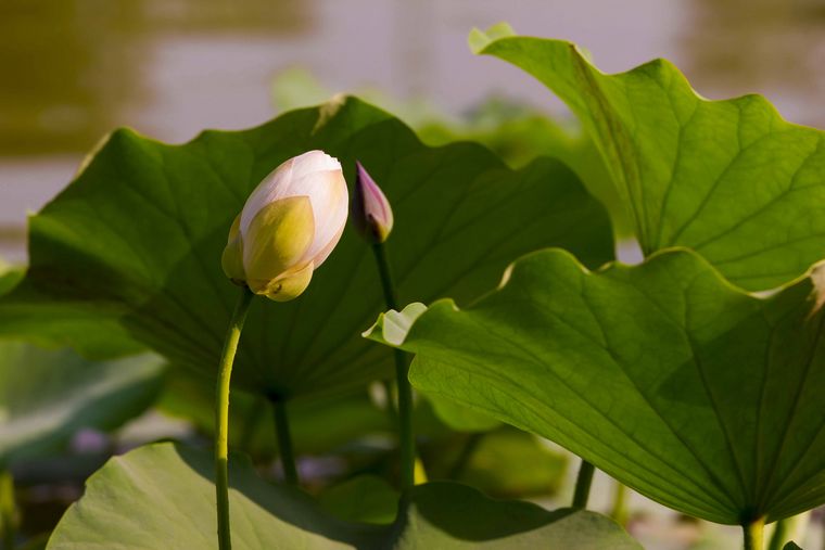 20110616-_MG_5057-1.jpg
