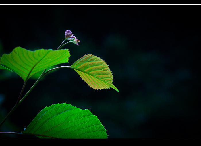 _MG_3665.jpg