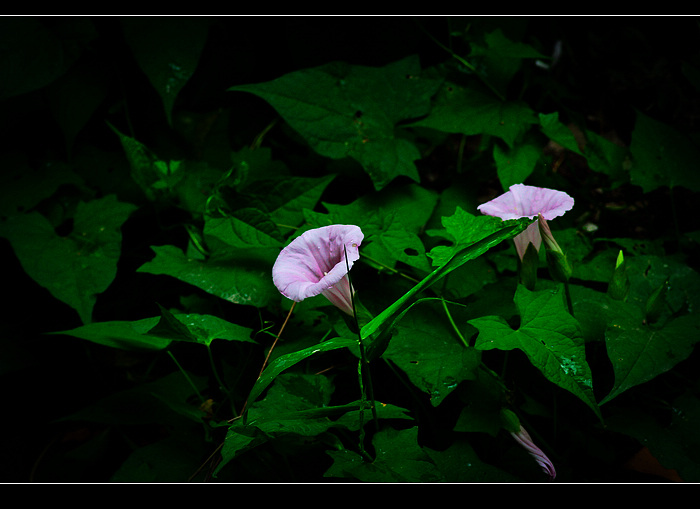 _MG_3658.jpg