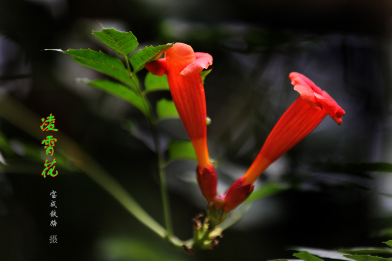 凌霄花 (1).jpg