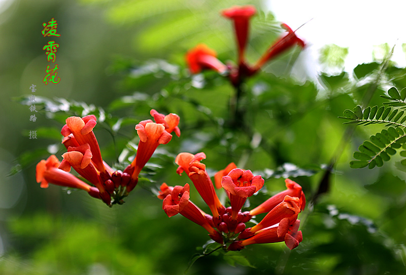 凌霄花 (2).jpg
