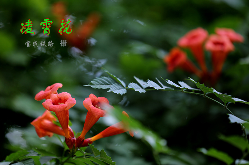 凌霄花 (5).jpg