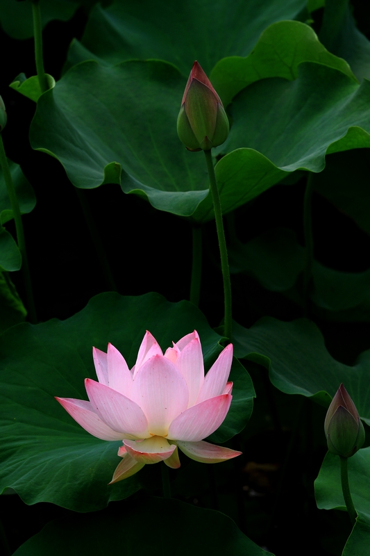 荷花hh 093.jpg