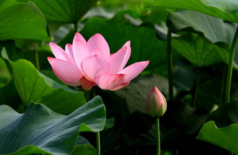 荷花hh 036.jpg