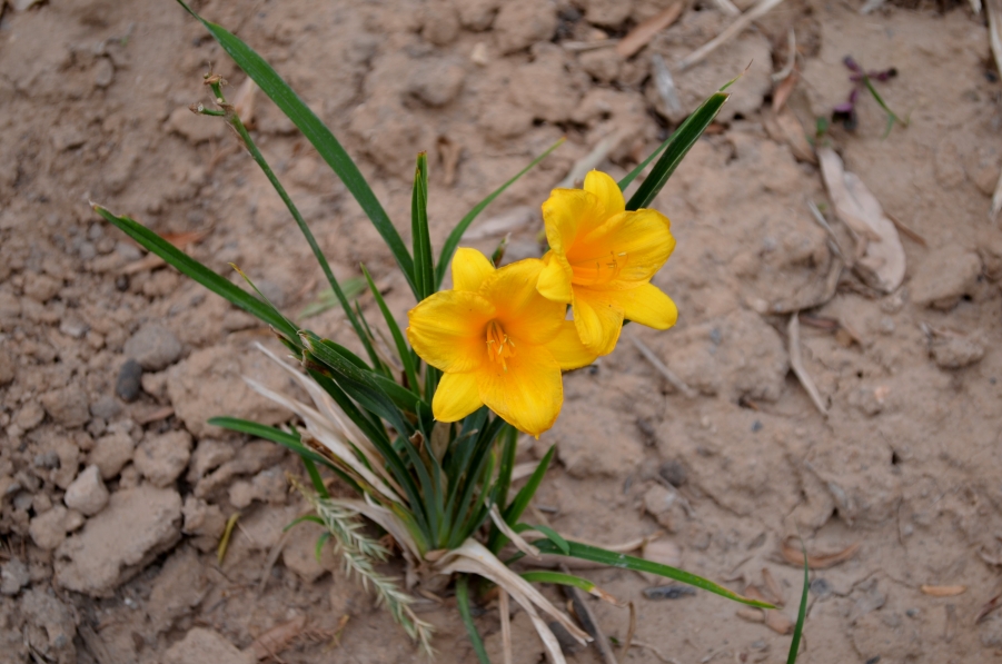 DSC_0118.JPG
