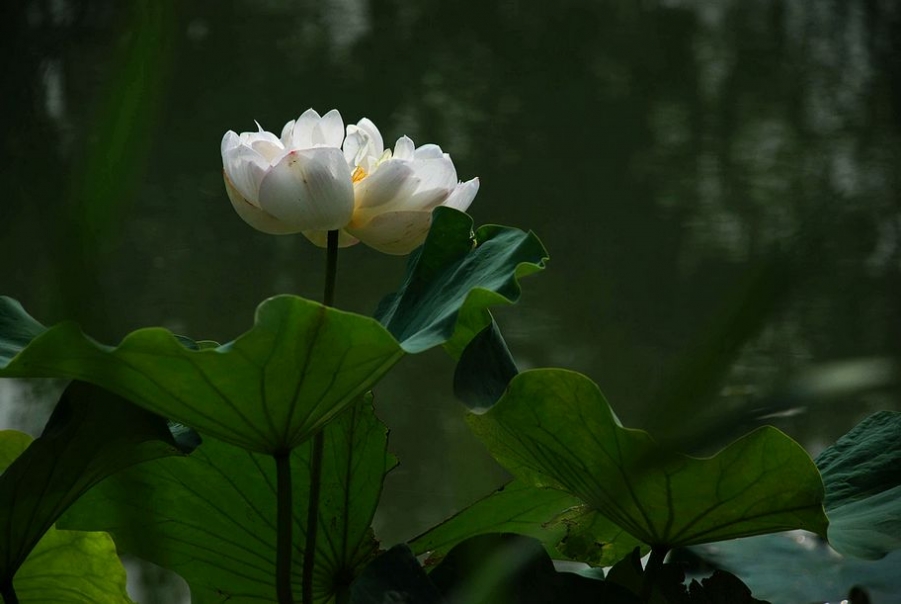 DSC_0505.JPG