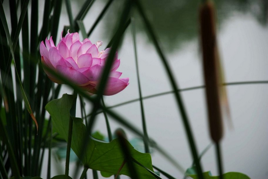 DSC_0537.JPG