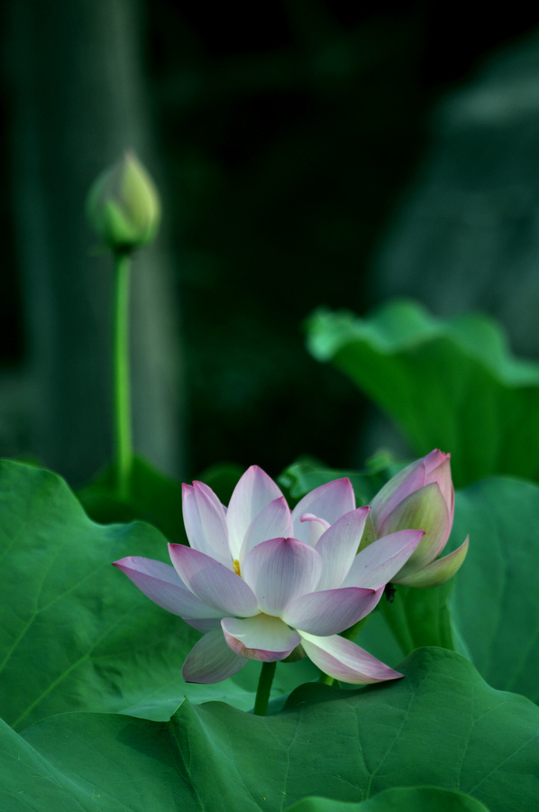 荷花8.jpg
