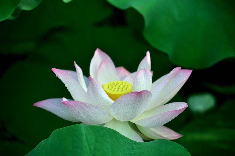 荷花9.jpg