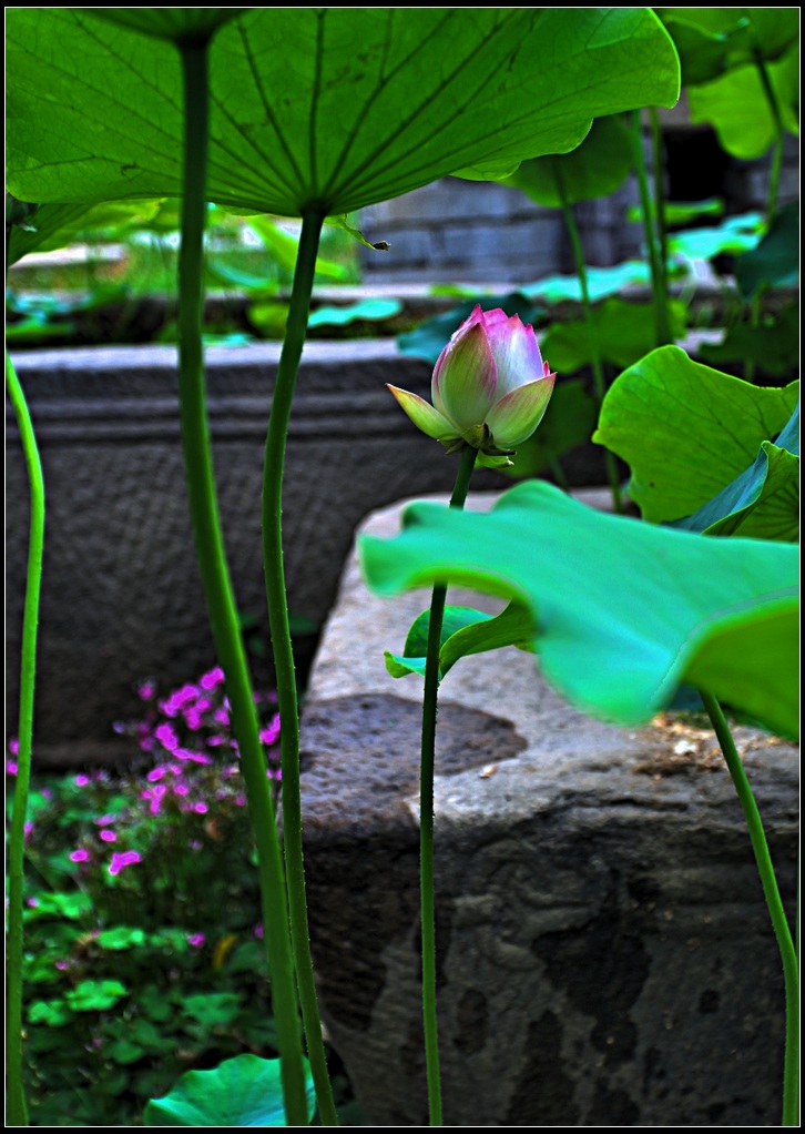 IMG_6916_HZP.jpg