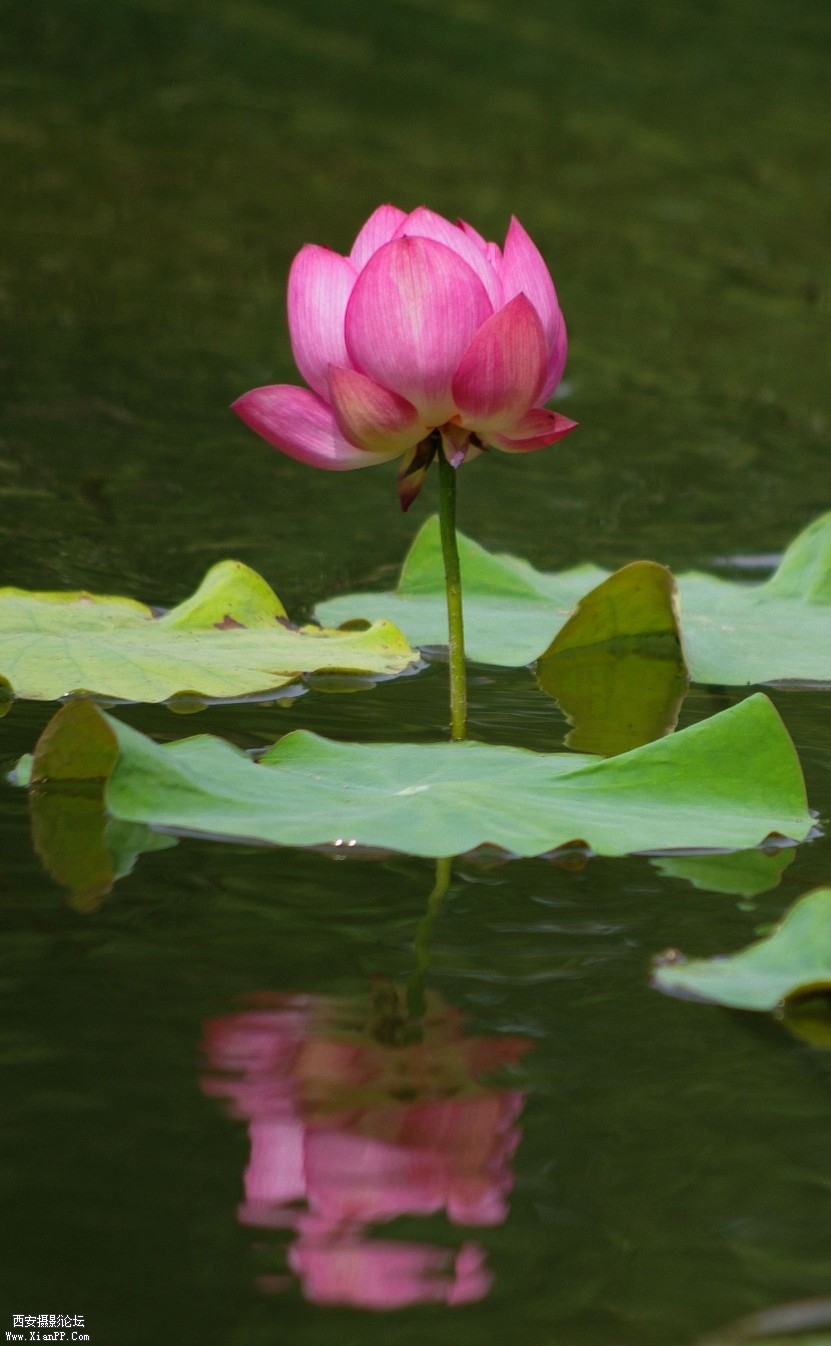 IMGP2596_副本.jpg