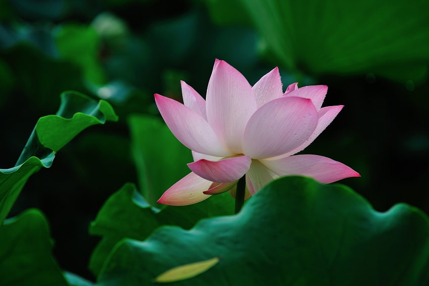 DSC_8542.jpg