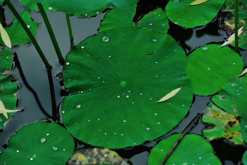 DSC_8564.jpg