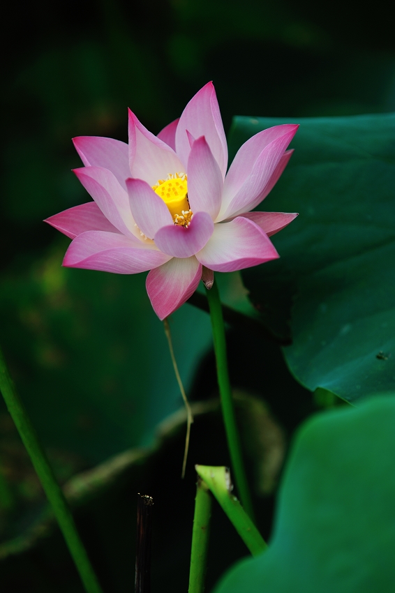 DSC_8632.jpg