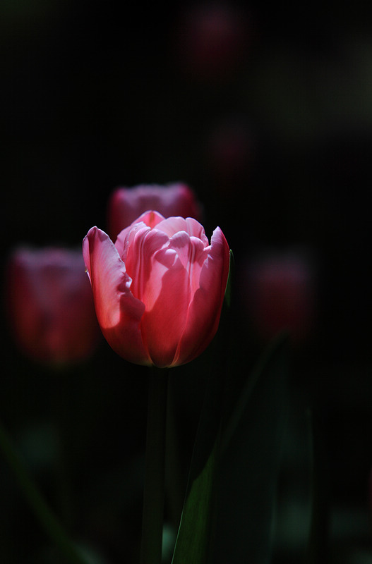 IMG_1590DPP_.jpg