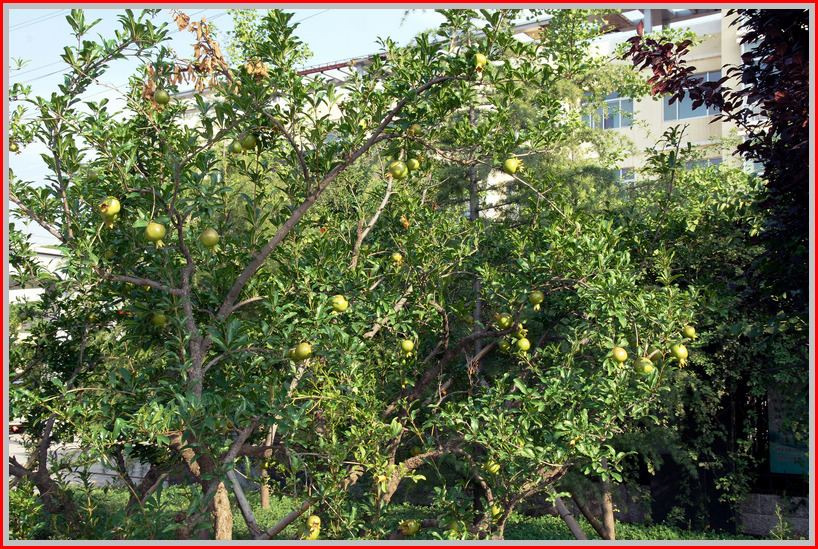 DSC07074.jpg