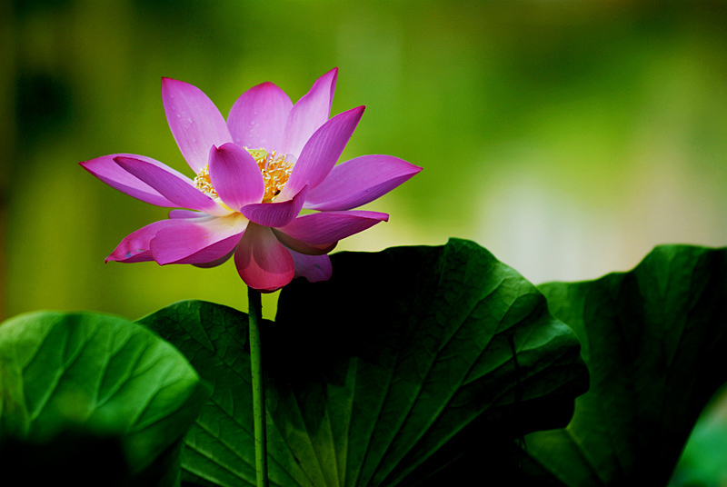 丰庆荷花 二 (10).jpg