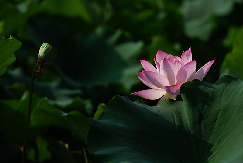 丰庆荷花 二 (14).jpg