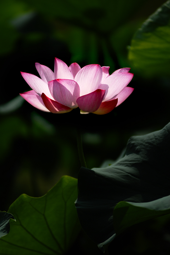 丰庆荷花 二 (15).jpg