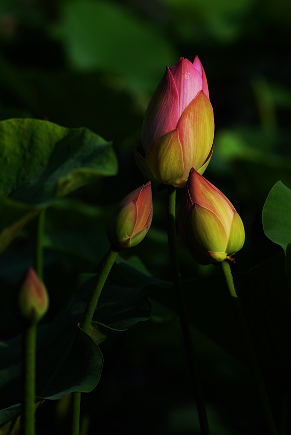 丰庆荷花 二 (17).jpg