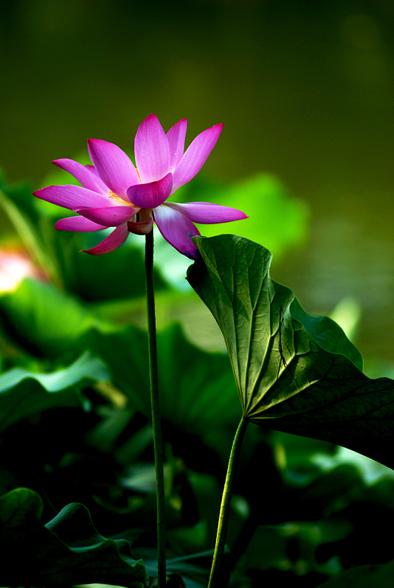 丰庆荷花 二 (19).jpg