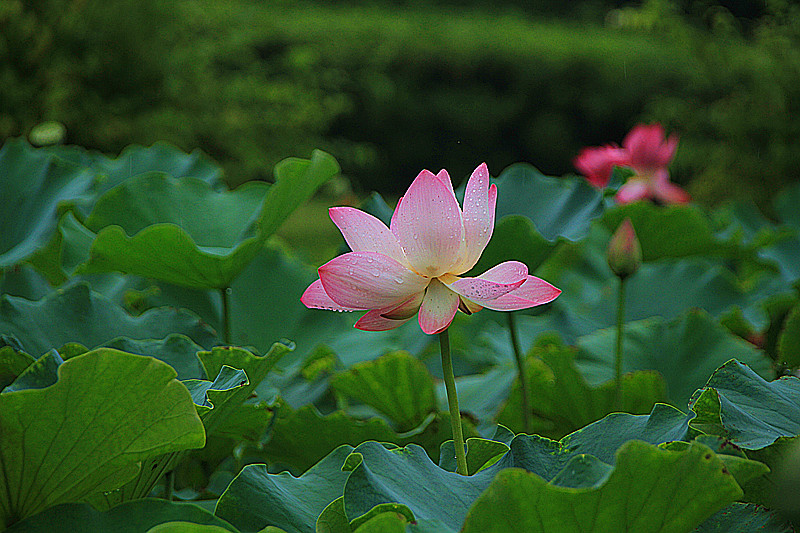 公园 006_副本.jpg