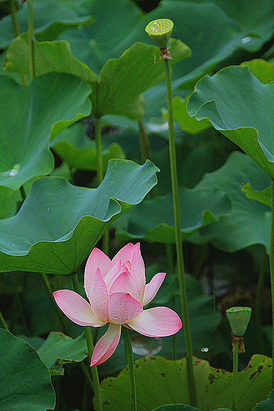 公园 013_副本.jpg