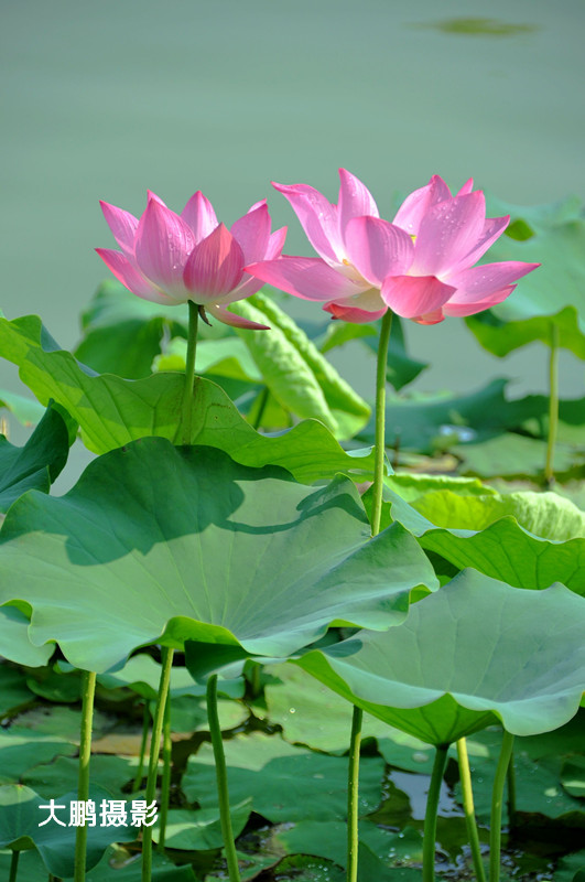 并蒂莲