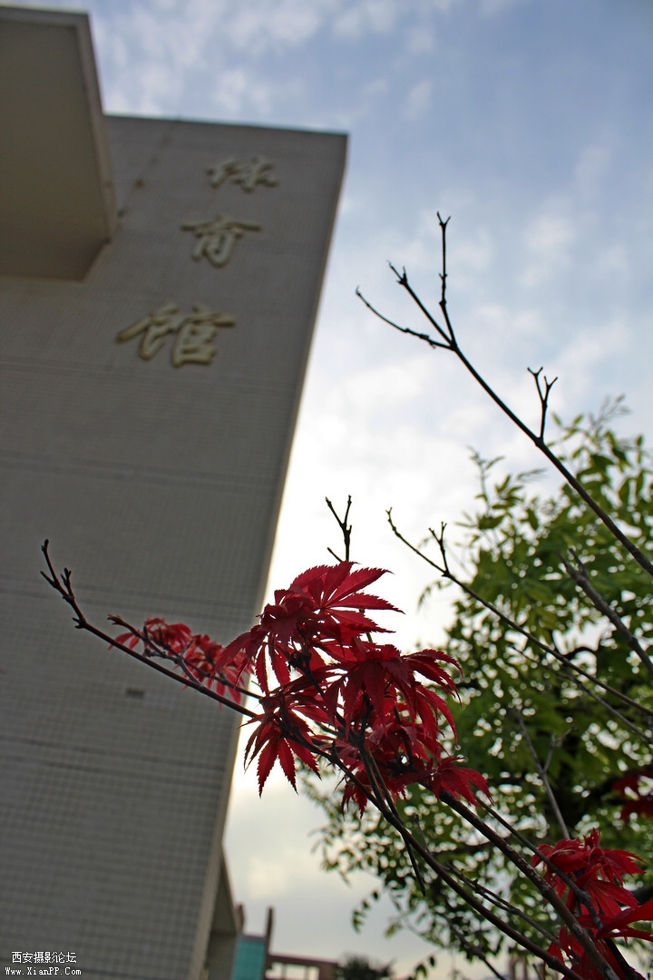枫叶红于二月花.jpg