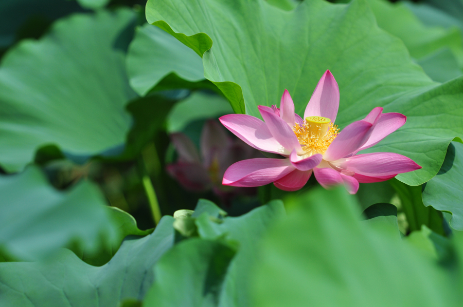 DSC_0325.JPG