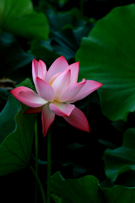 再拍荷花 024.jpg