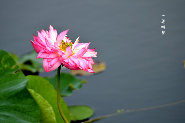 DSC_1676.jpg