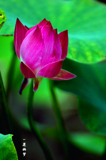 DSC_1721.jpg