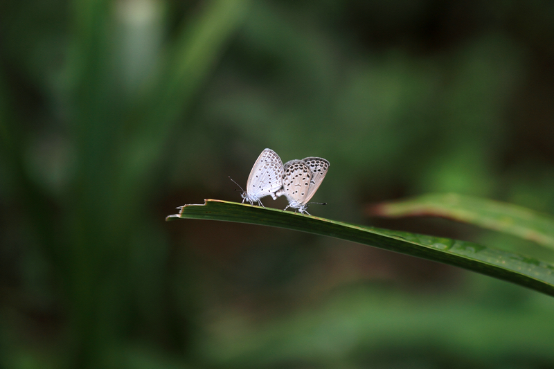20120704雨后39.JPG