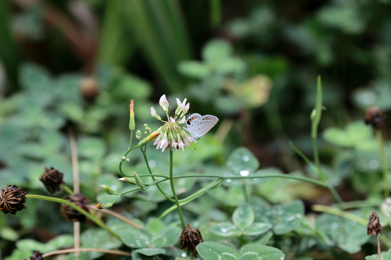 20120704雨后42.JPG