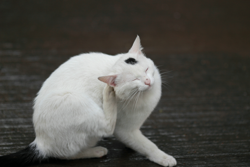 20120704雨后51.JPG