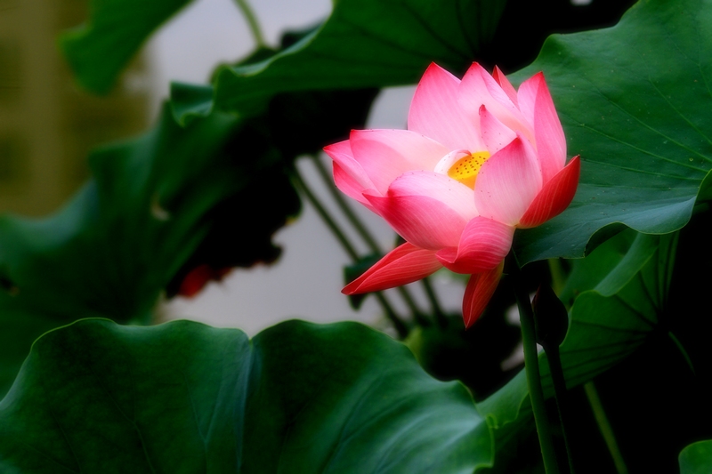 再拍荷花 033.jpg