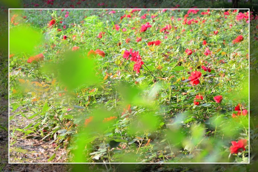 花花.jpg