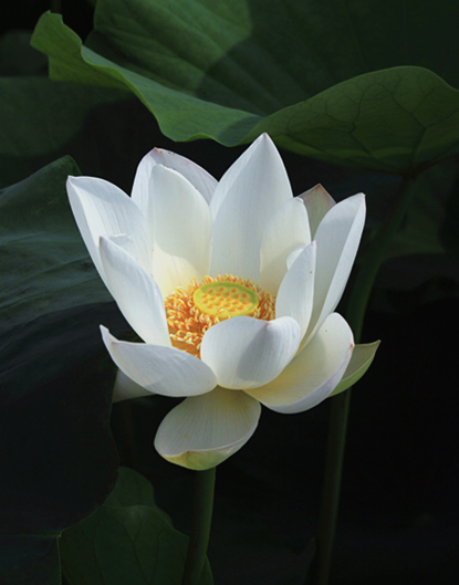 公园 024_副本.jpg
