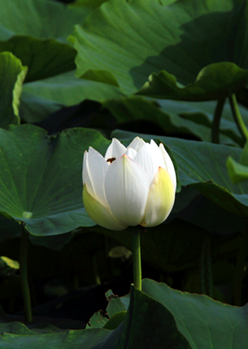 公园 027_副本1.jpg
