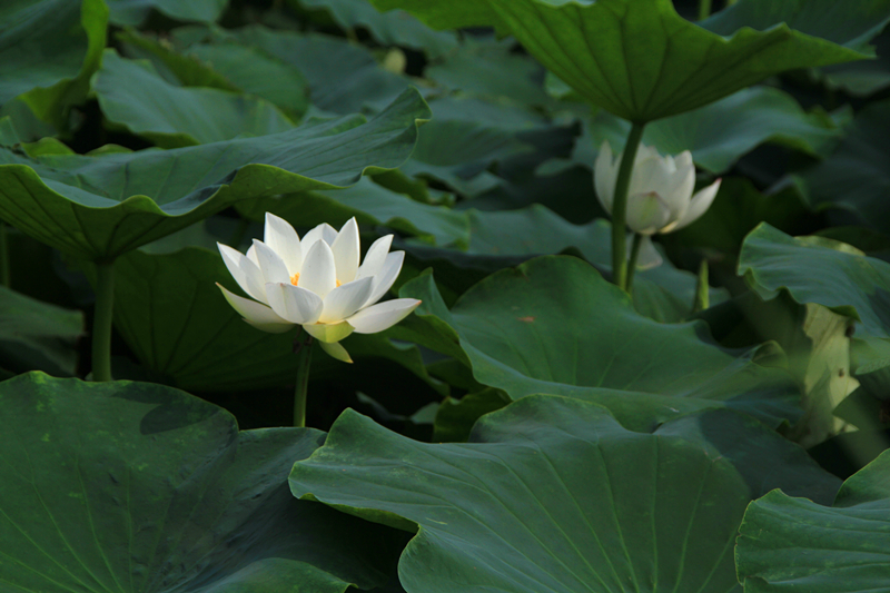 公园 034_副本1.jpg