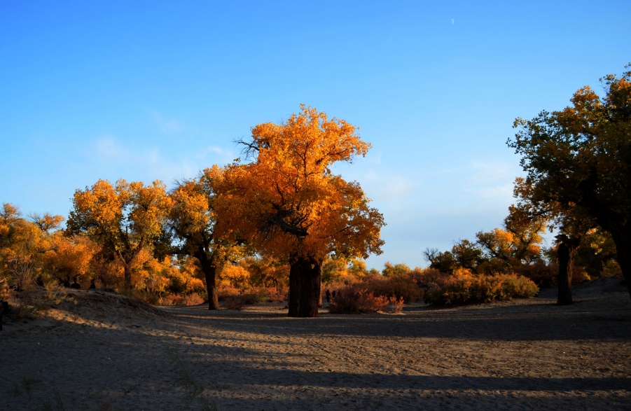 DSC_0265.jpg