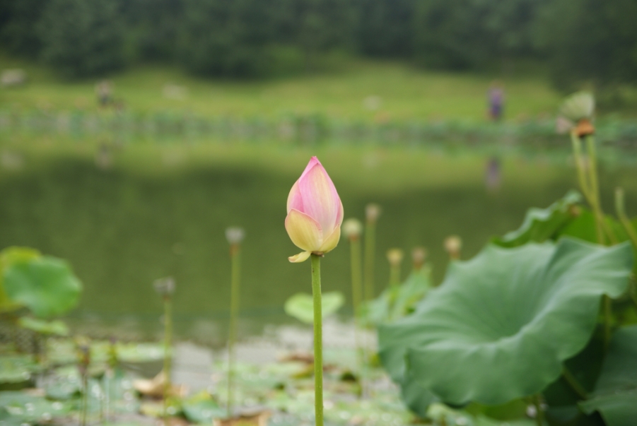 芙蓉园8.jpg