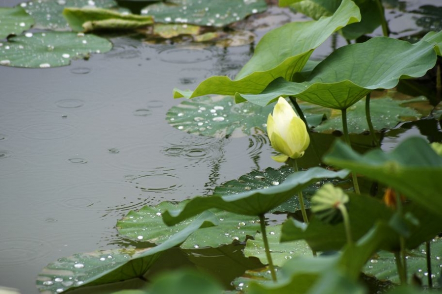_DSC81775.jpg