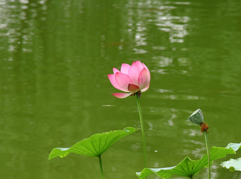 IMG_0563cr2.JPG